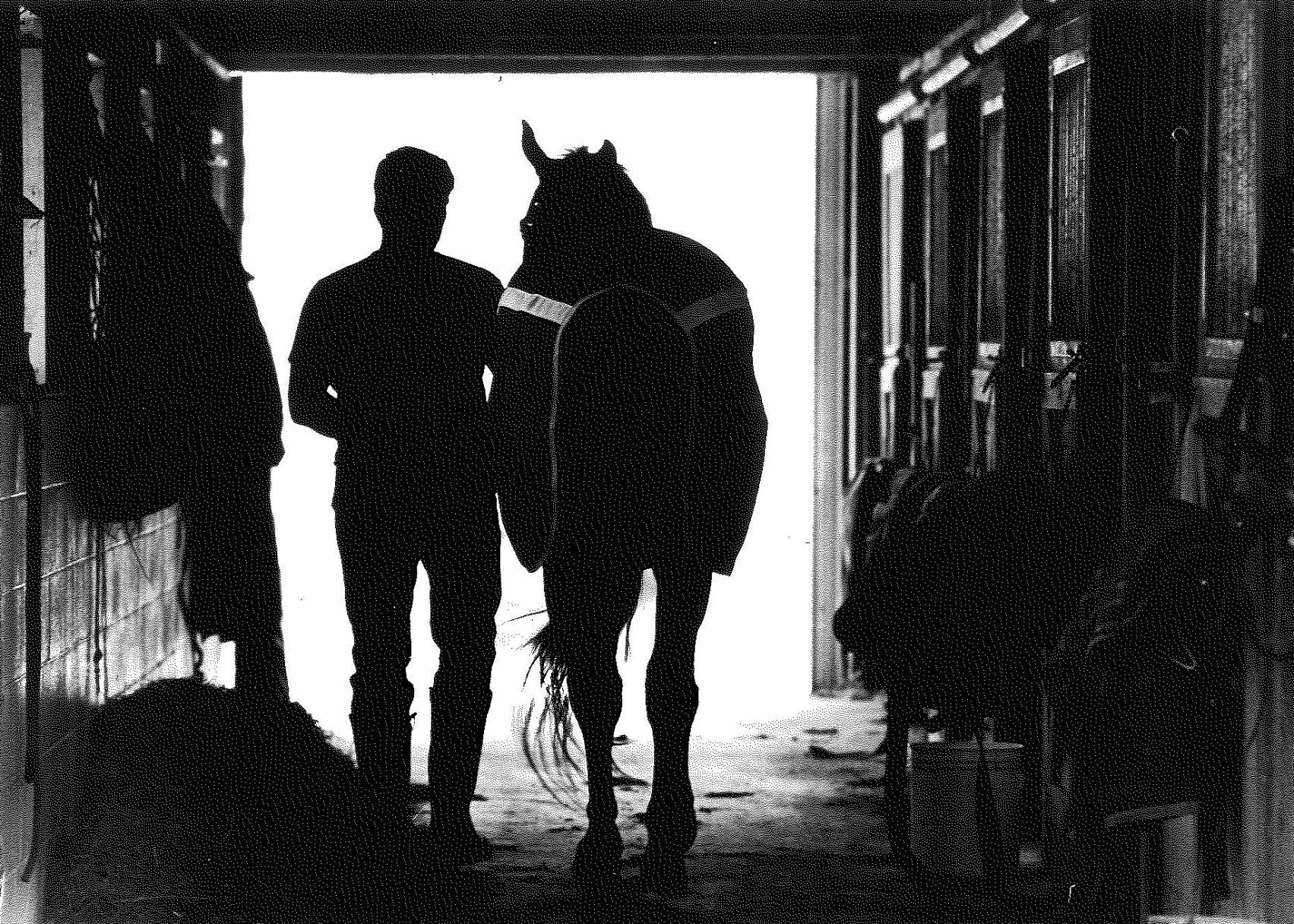 Police horses